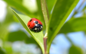 Oooh, scary. (This image was taken by Trachemys. http://commons.wikimedia.org/wiki/File:Seven-spotted_ladybug_%28Coccinella_septempunctata%29.jpg)